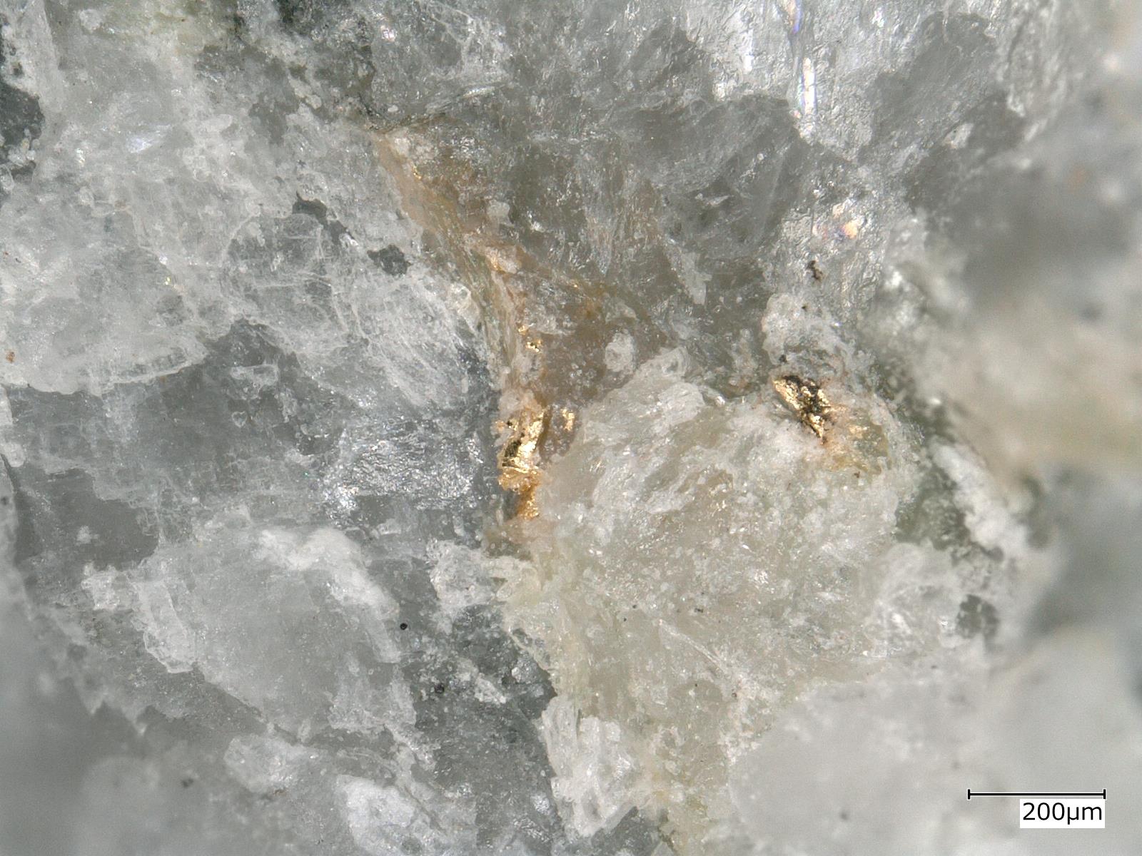 長瀞町樋口の蛇紋岩中の苦灰石脈より産する自然金 顕微鏡で拡大した写真