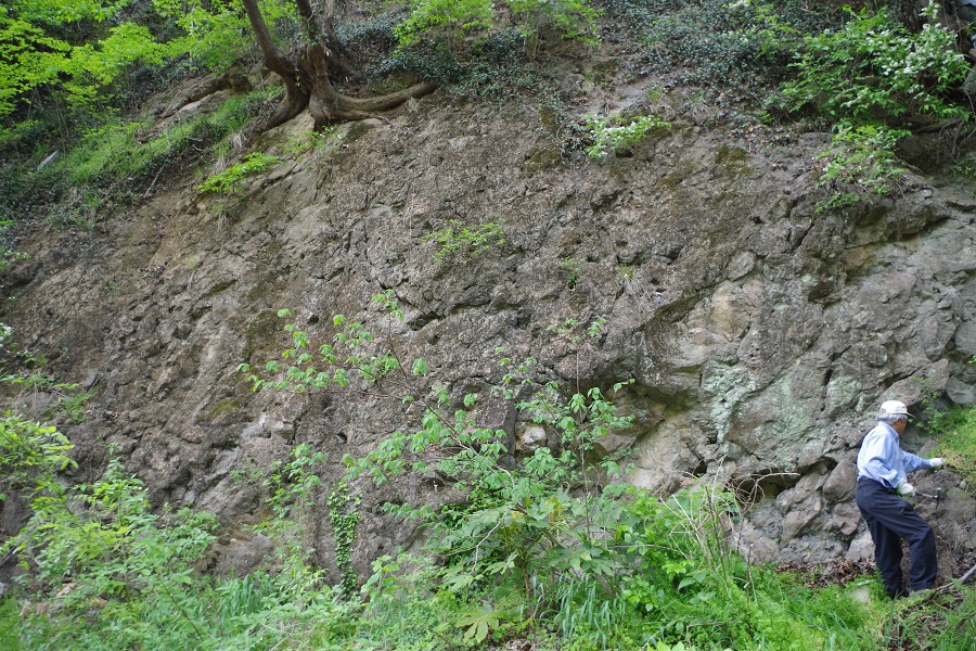 下仁田ジオパーク -神農原礫岩-下仁田層-礫岩の露頭2