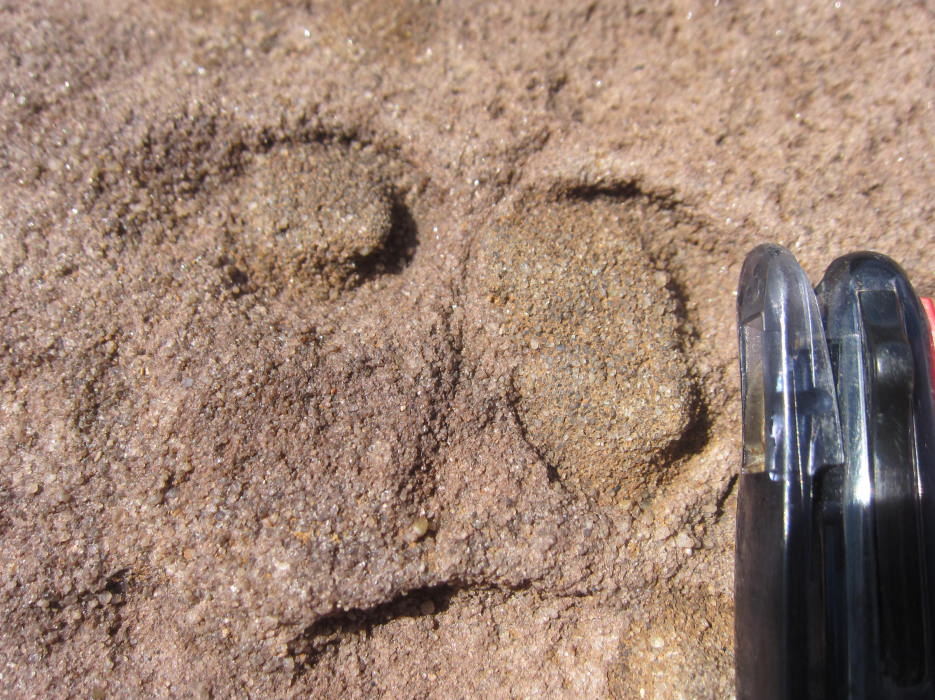 Grand CanyonグランドキャニオンBrightAngelTrailブライトエンジェルトレールプラトーポイントPlateauPointカンブリア紀の地層と化石