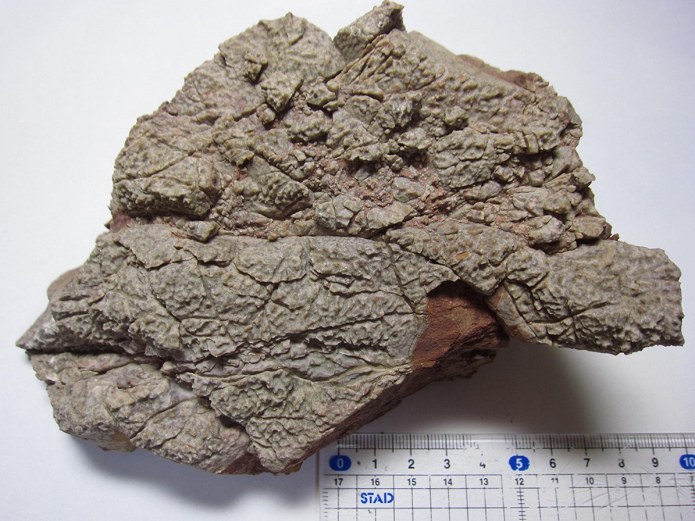 象皮質構造を示す苦灰岩(ドロマイト、ドロストーン、炭酸塩岩の一種)